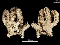 Ophioplinthaca manillae (MNHN).