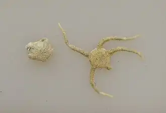 Ophioplocus huttoni