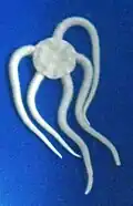 Ophioplocus japonicus