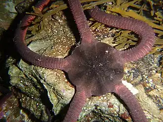 Ophiopsammus maculata