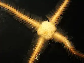 Ophiopteron elegans