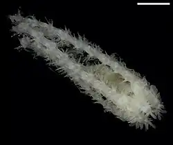 Ophiotholia montana