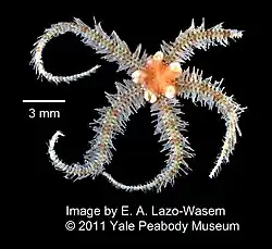 Ophiothrix angulata