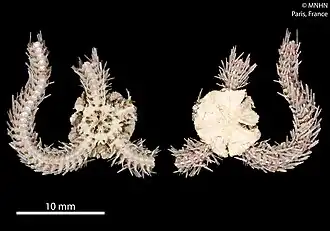 Ophiothrix infirma