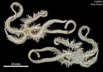 Ophiothrix nociva