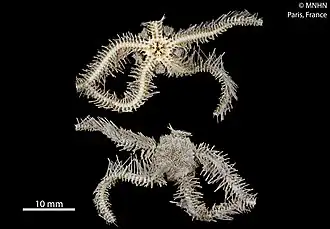 Ophiothrix proteus