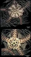 Ophiothrix purpurea (détails)