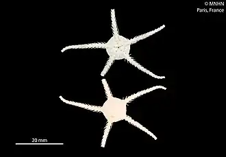 Ophiozonella alba