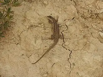 Description de l'image Ophisops occidentalis.jpg.