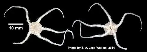 Ophiura robusta.