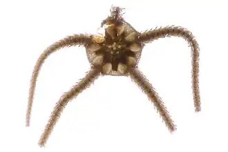 Ophiura sarsii,