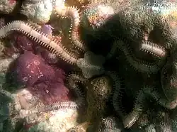 Ophionereis sp.?
