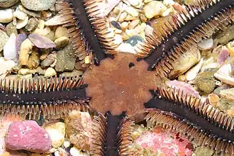 Ophiocomina nigra.