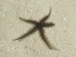 Ophiothrix sp. 3