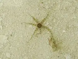 Ophiactis savignyi