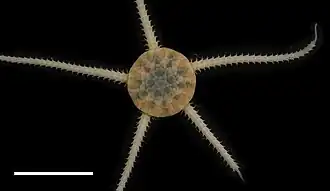 Ophiuroglypha cf. meridionalis