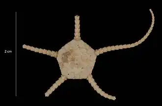 Ophiurolepis tuberosa (USNM)