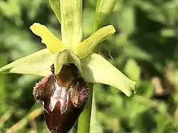 La fleur