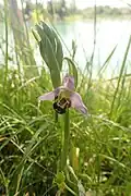 Ophrys apifera.