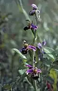 Song of the Bee Orchid (no 20, 1995/2015)