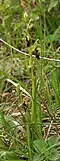 Ophrys insectifera, plante.