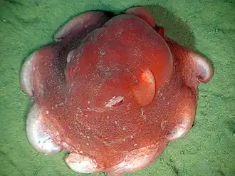 Opisthoteuthis extensa, un Opisthoteuthidae