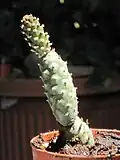 var. inermis