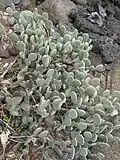 Opuntia microdasys, muni de glochides très irritants, au Parc Exotica à La Réunion