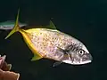 Livrée moyennement tachetée d'or, Océan Indo-Pacifique, îles Raja Ampat, Indonésie