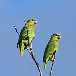 Psittaciformes