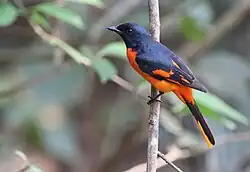 ♂