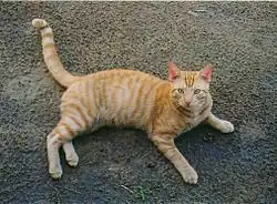 Un chat de gouttière « mackerel tabby ».