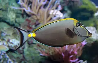 Naso lituratus
