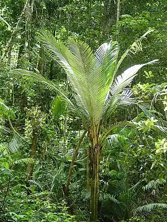 Description de l'image Oraniopsis appendiculata (tanetahi) 002.jpg.