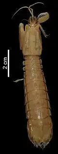 Oratosquillina gravieri