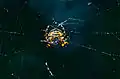Orb Web Spider (Araneidae)