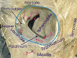Orbite gauche. La fissure orbitaire supérieure est en 3
