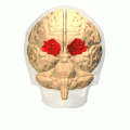 Gyri orbitaires en 3 dimensions en rouge.