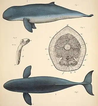 Description de l'image Orcaella brevirostris.jpg.