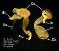 Deuxième gnathopode d'une femelle à gauche et d'un mâle à droite. Le dactyle n'est pas visible chez la femelle.