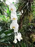 Orchidée papillon du genre Phalaenopsis.
