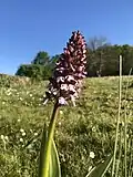 autre vue d'ensemble d'un orchis pourpre