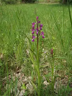 Orchis à fleurs lâches(Anacamptis laxiflora)