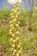 Orchis anthropophora