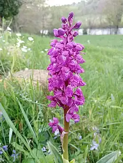 Zoom sur l'inflorescence.