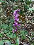Orchis mâle