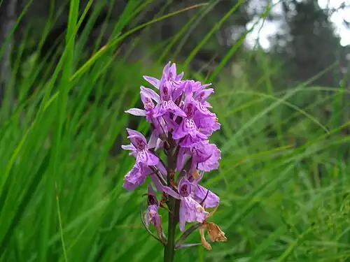 Orchis maculé rose (65) Dactylorhiza maculata.