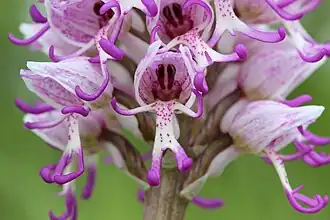 Vue en gros plan d'une fleur dont les pièces florales évoquent les longs membres des singes arboricoles