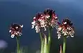 Orchis brûlé