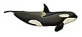 Orca.